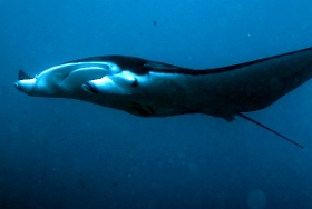 Bali 2016 - Oceanic Manta Ray - Raie Manta Oceanique - Manta Birostris - IMG_5967_rc